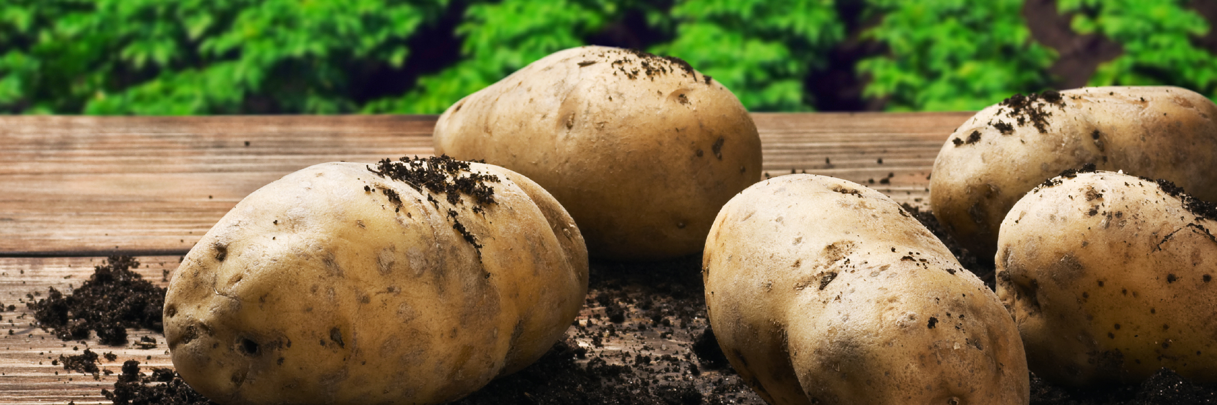 potato header newsletter september 2025 EN