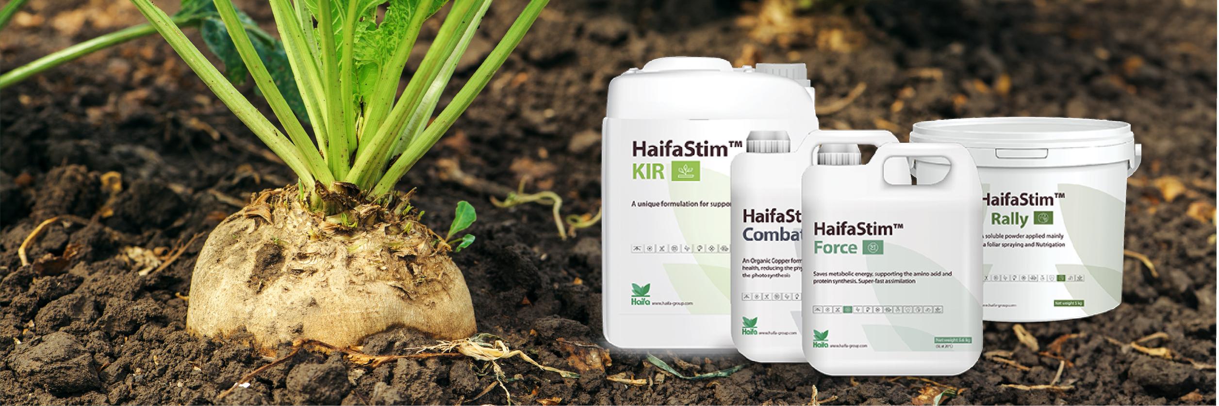 Sugar header newsletter june 2025 EN