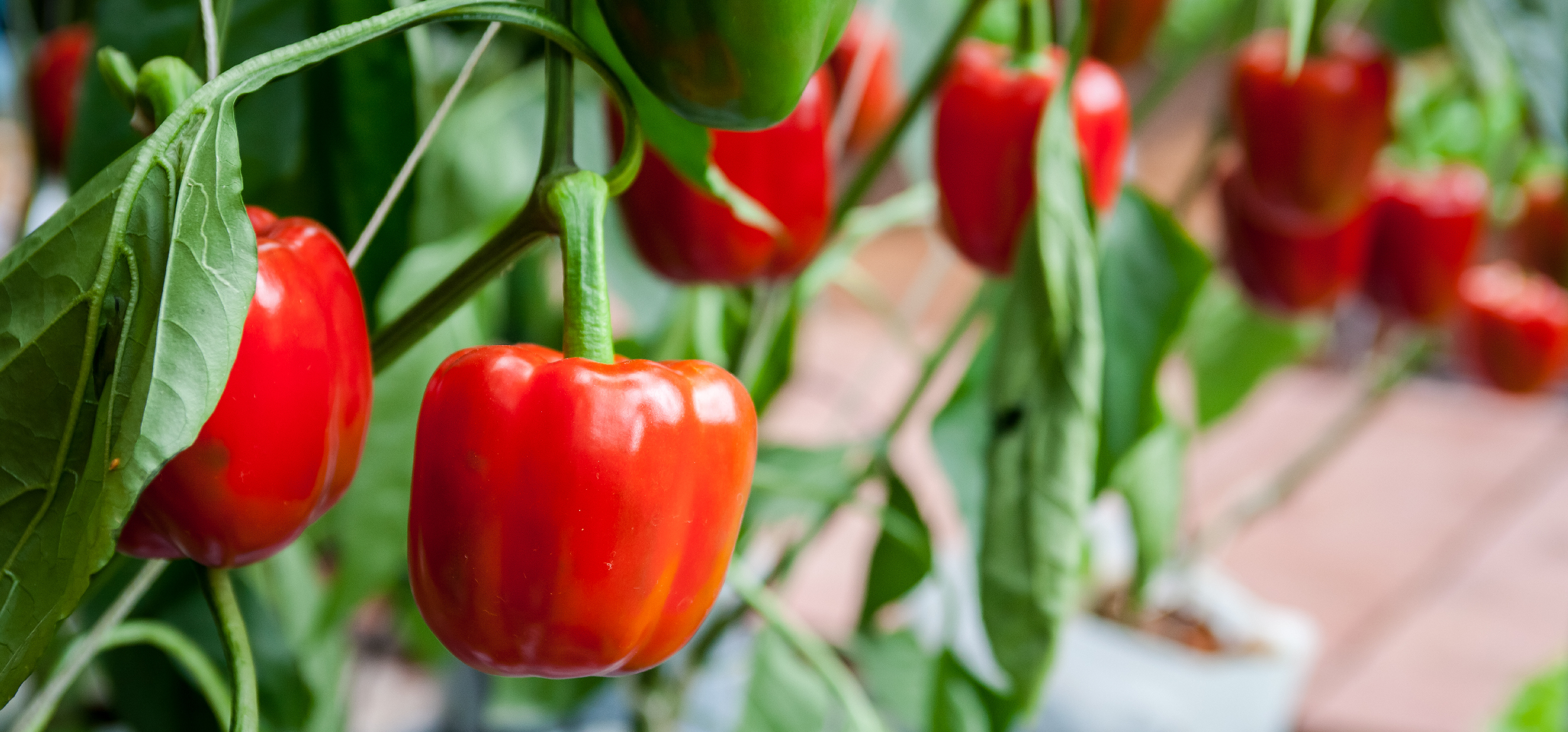 peper header newsletter sep 2024 EN