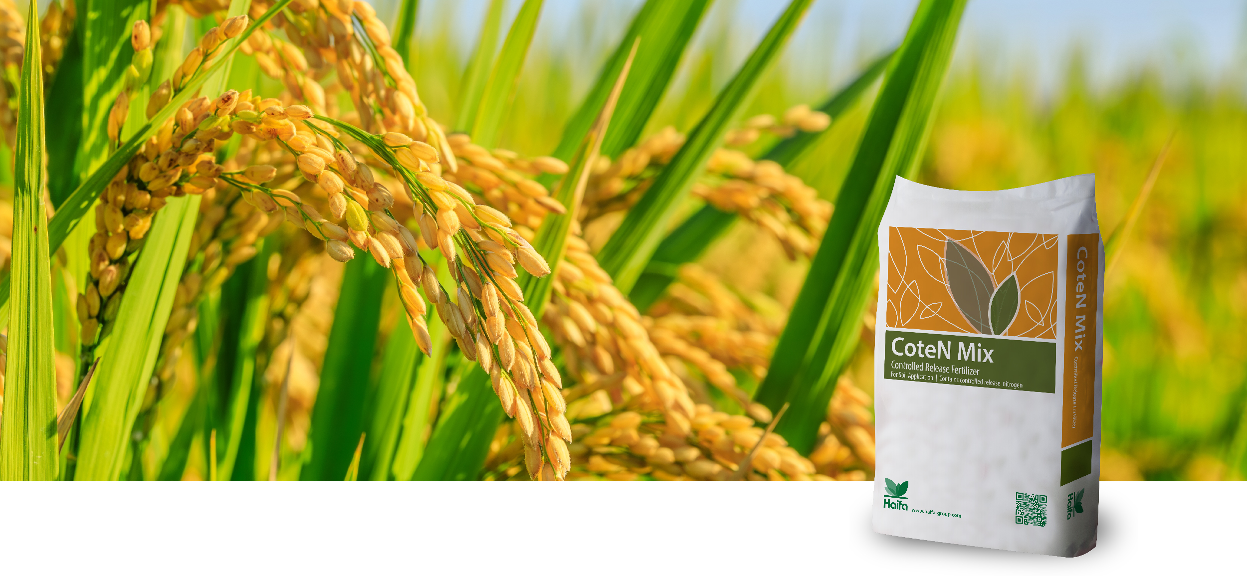 Rice header newsletter sep 2024 EN