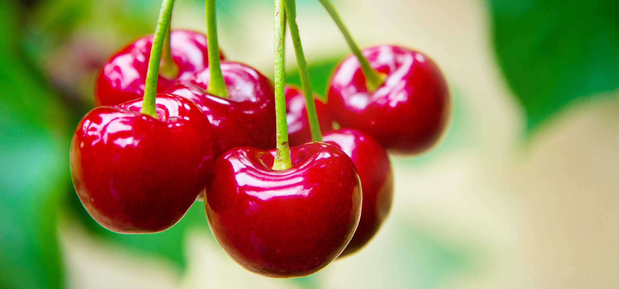 Cherry header newsletter april 2025