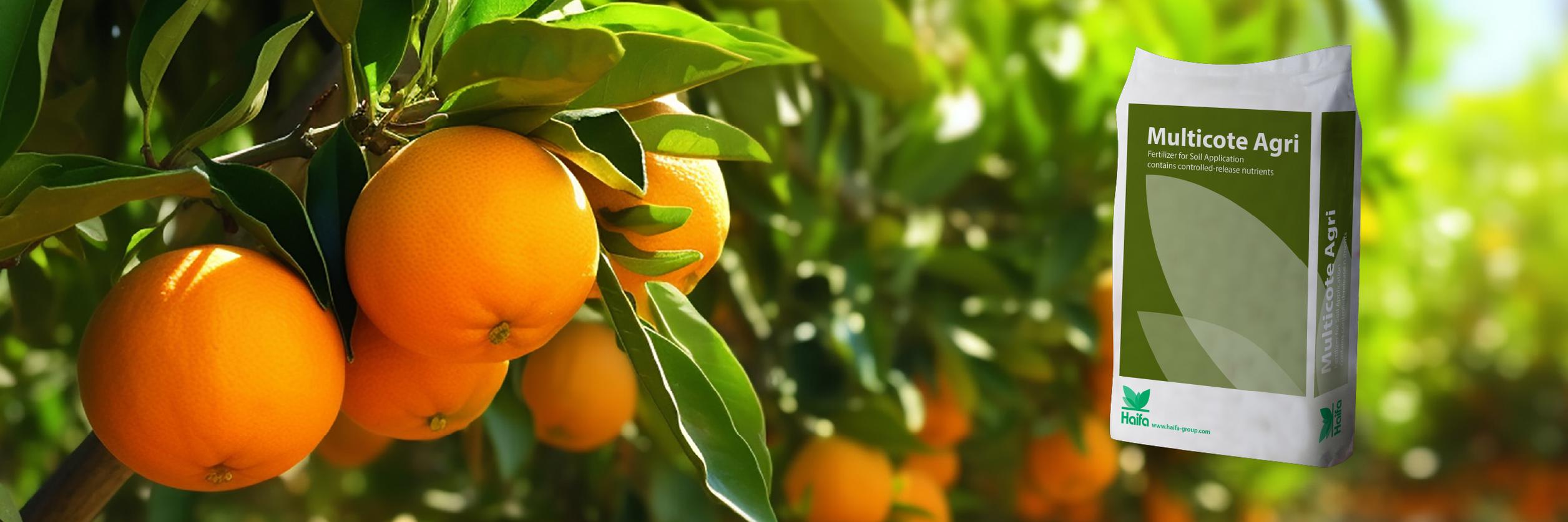 Citrus header newsletter november 2025 EN