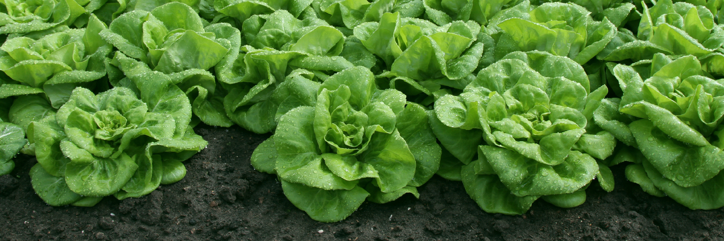 lettuce header newsletter january 2025 EN