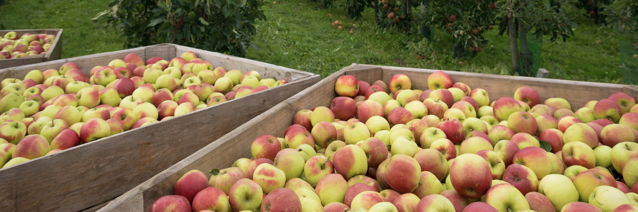 Apple header newsletter july 2025 EN