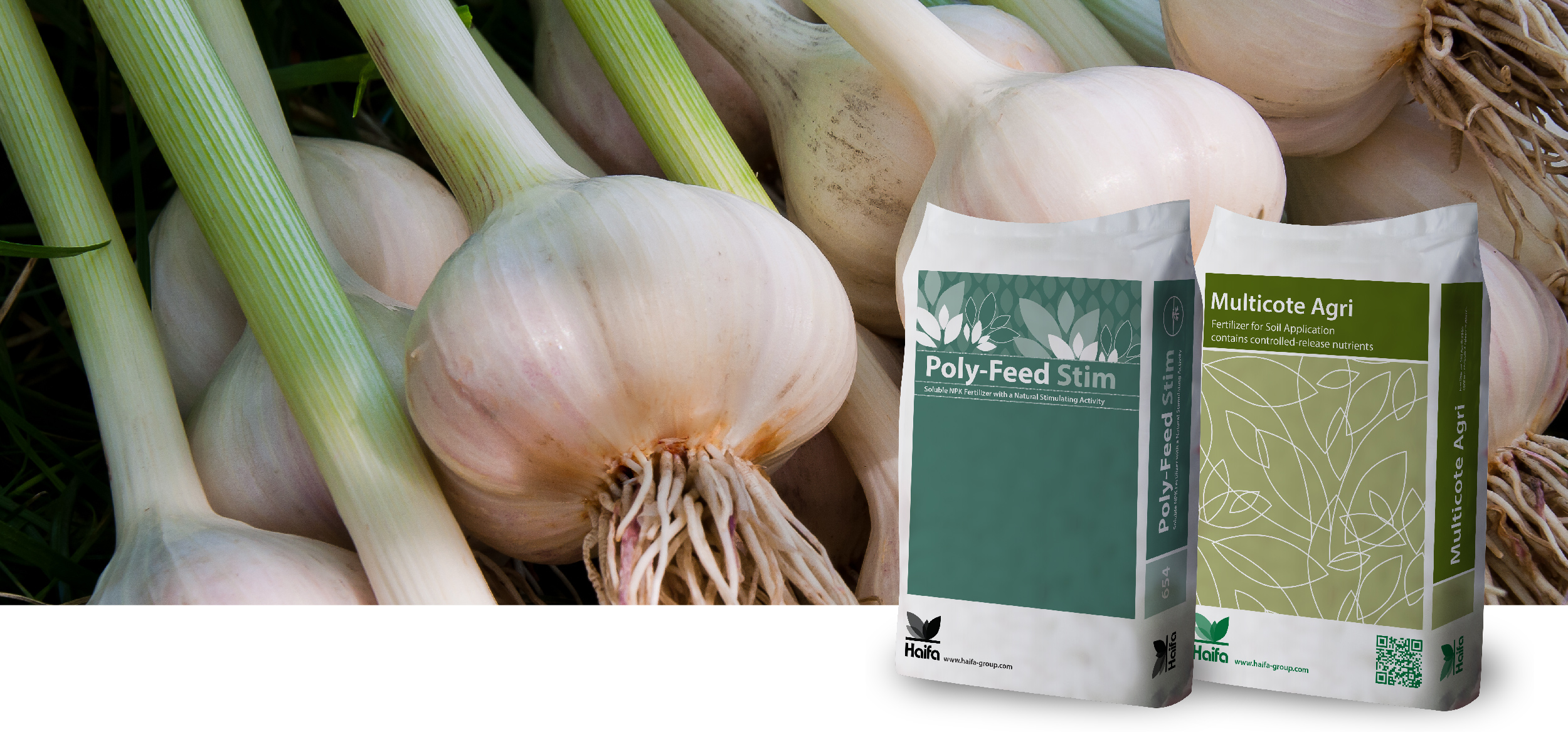 garlic header newsletter october 2024 EN